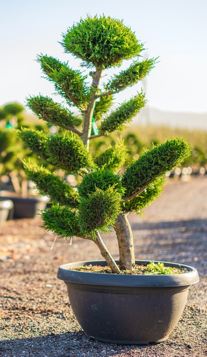 Topiary